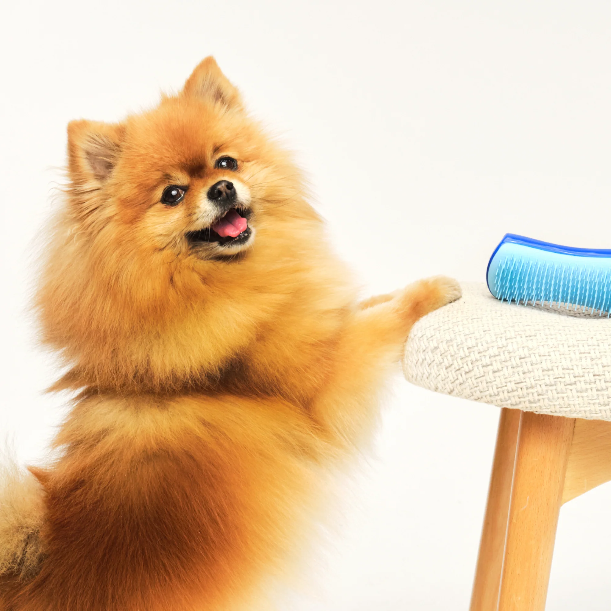 De-shedding Dog Grooming Brush - Image 33
