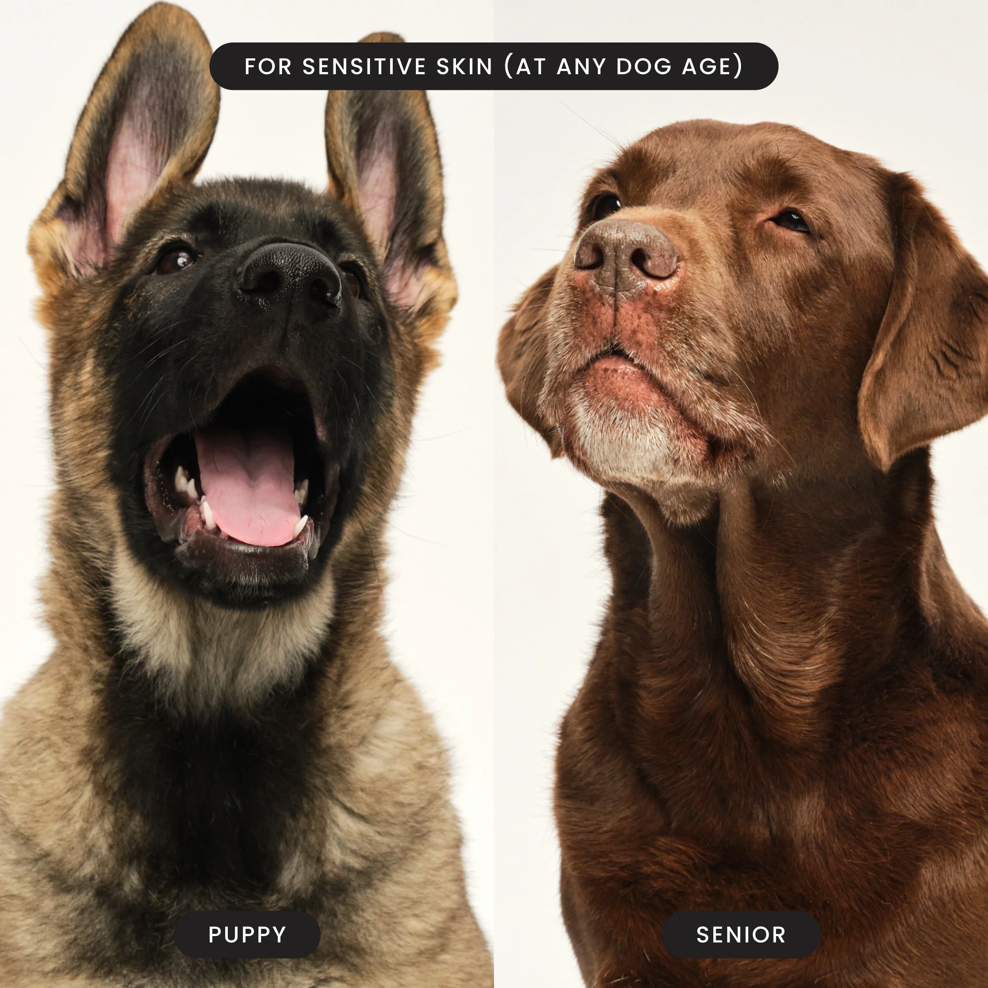 Puppy Brush - Image 12