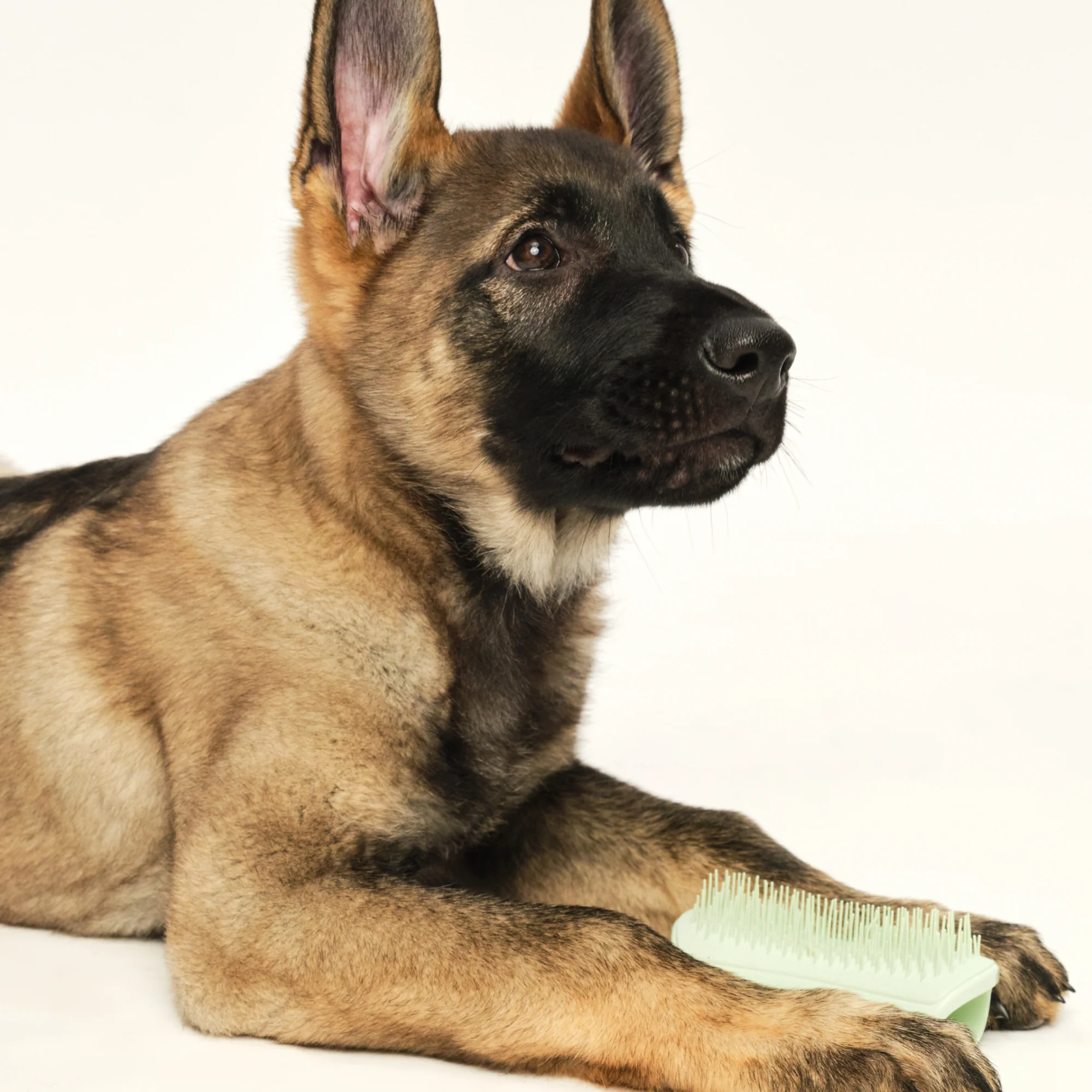 Puppy Brush - Image 5